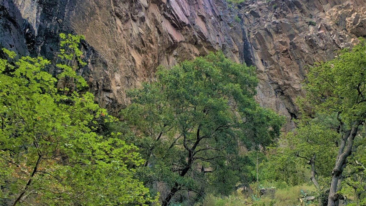 A vertical view of a cliff face in Pine Canyon in Big Bend National Park with many trees.
