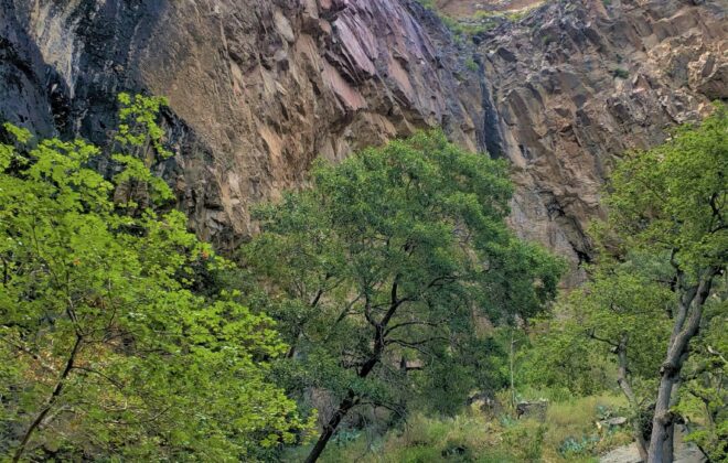A vertical view of a cliff face in Pine Canyon in Big Bend National Park with many trees.