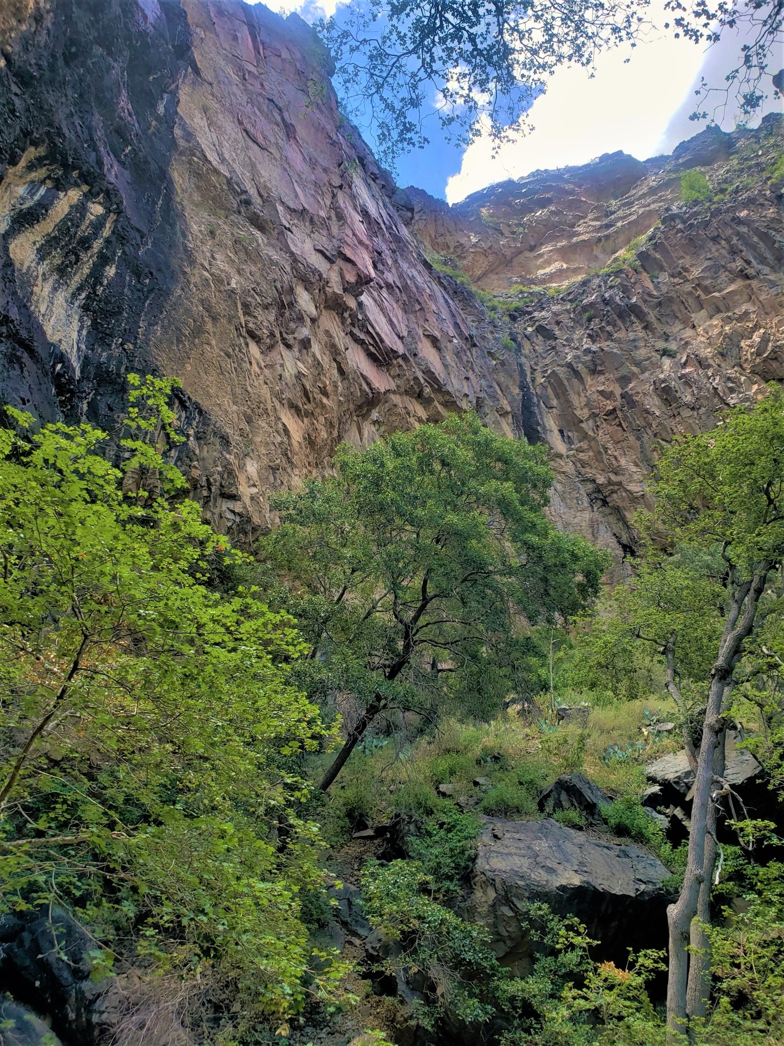 2023-7-19 A vertical view of a cliff face in Pine Canyon in Big Bend National Park with many trees.
