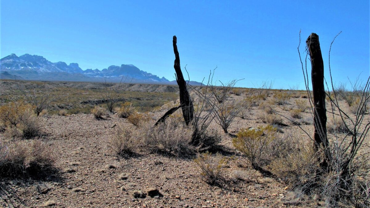 A pair of old fence posts standing alone in the desert with the mountains in the background in Big Bend National Park.