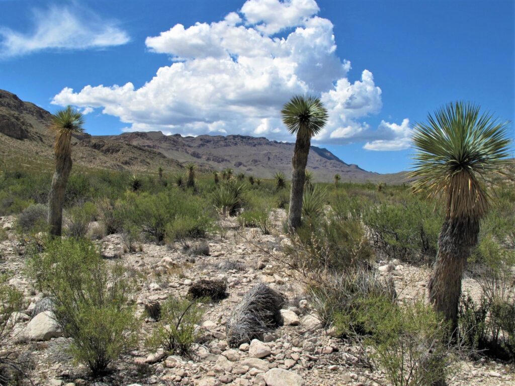 Ernst Valley in Big Bend National Park