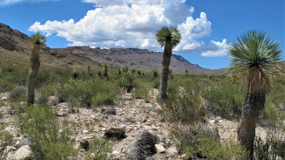 Ernst Valley in Big Bend National Park