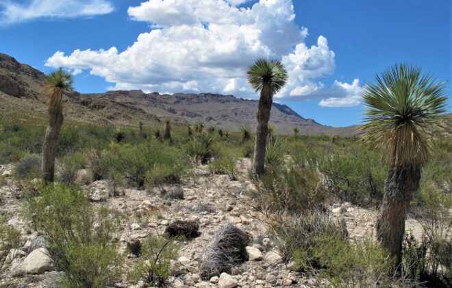Ernst Valley in Big Bend National Park