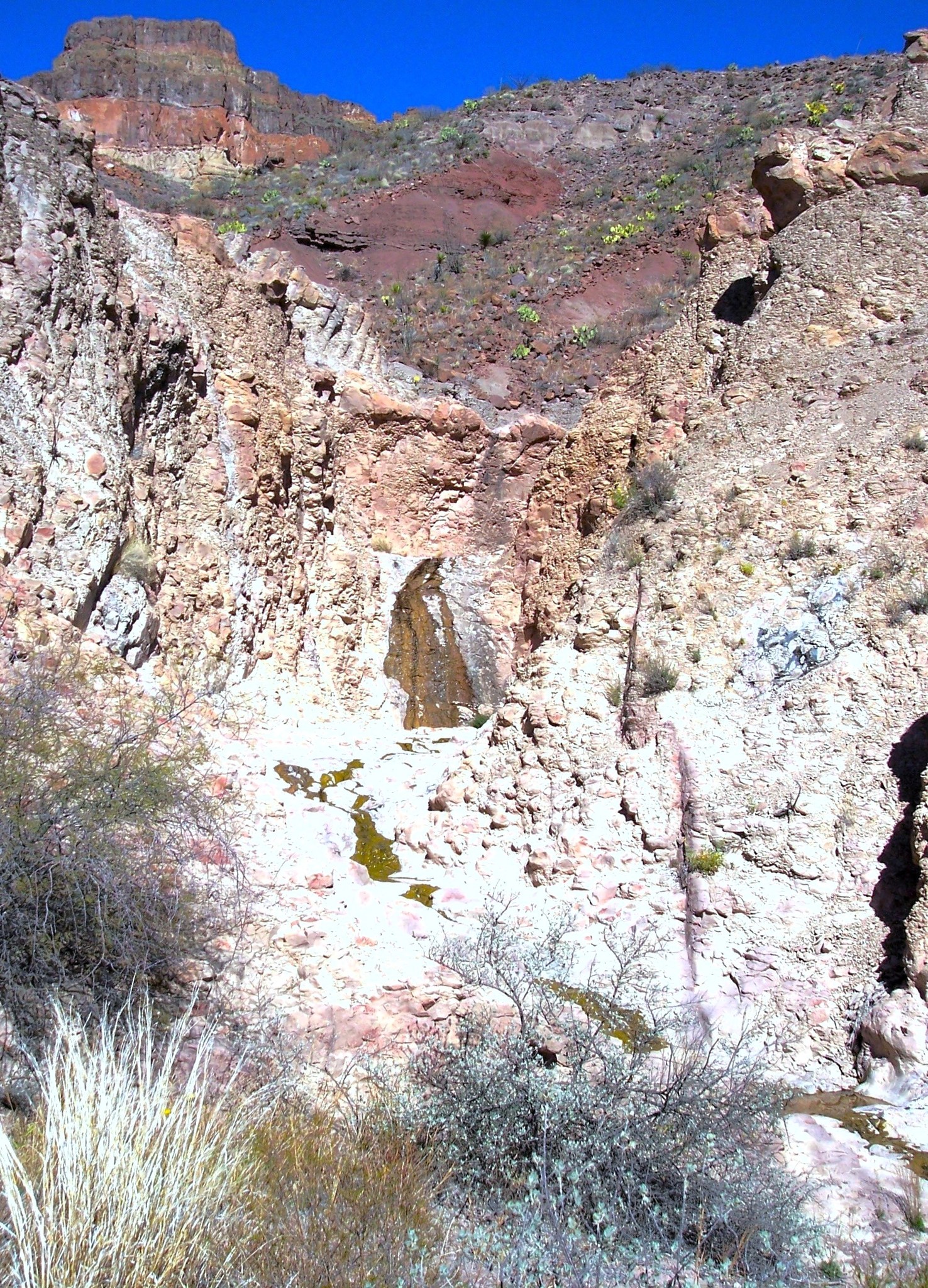 2024-1-23 San Jacinto Spring trickling from a cliff face in the Big Bend National Park.