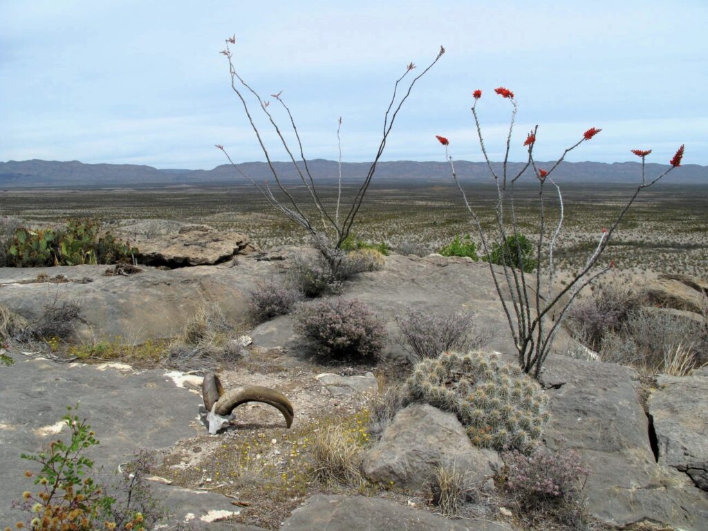 Wide open view of the Big Bend National Park with an audad skull and blooming ocatillo.